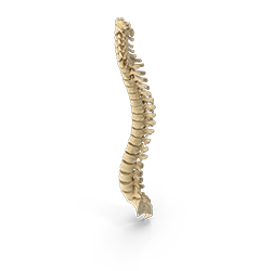 health spine