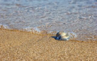 clam health on beach