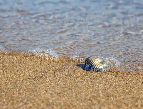 What Do A Clam, A Lake And Health Have In Common?